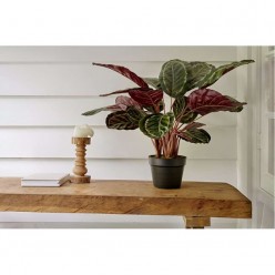 PLANTA CALATEIA ARTIFICIAL...