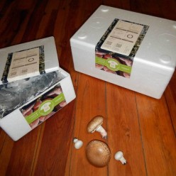 KIT CULTIVO DE COGUMELOS...
